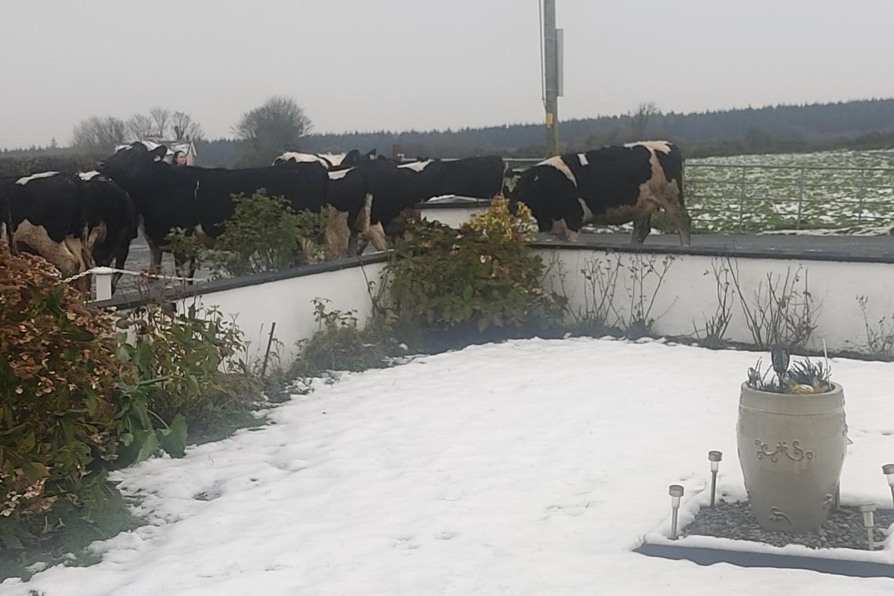 Cozy Cottage Retreat In Listowel Pet Friend Ngoại thất bức ảnh